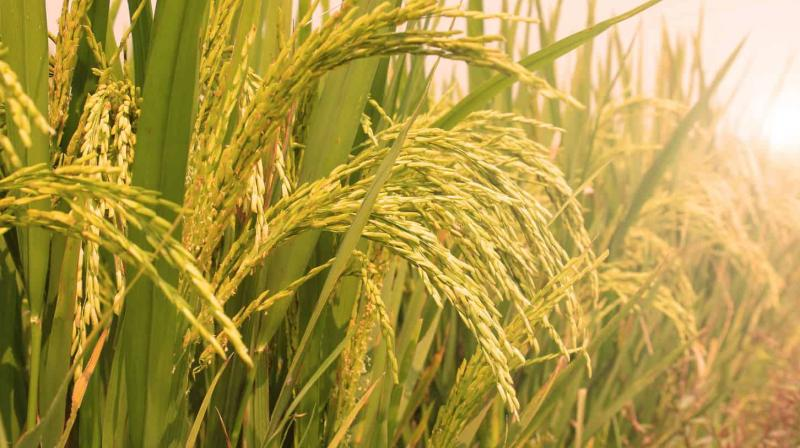 ਕਿਸਾਨ ਆਪਣੀ ਝੋਨੇ ਦੀ ਫਸਲ ਨੂੰ ਪੂਰੀ ਤਰ੍ਹਾਂ ਪਕਾ ਕੇ ਹੀ ਮੰਡੀਆਂ ਵਿੱਚ ਲਿਆਉਣ